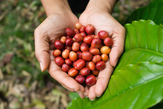 The Ethical Journey of Our Specialty Arabica Coffee Beans